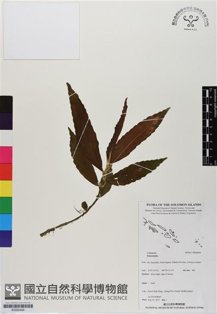 登錄號:BS06494藏品圖，第1張