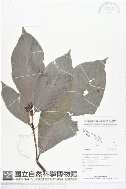 登錄號:BS02494藏品圖，第1張