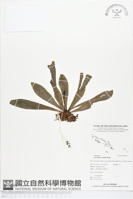 水芋葉車前、美葉車前蕨藏品圖，第1張