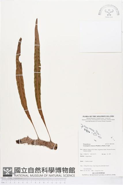 壁虎蟻蕨藏品圖，第1張