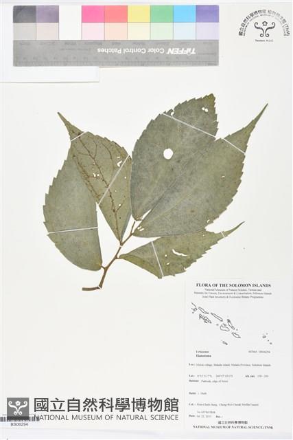 登錄號:BS06294藏品圖，第1張