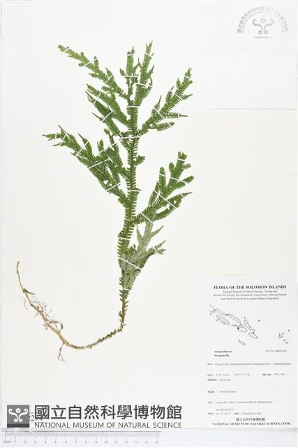 登錄號:BP02294藏品圖，第1張