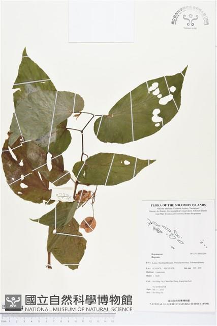 登錄號:BS03294藏品圖，第1張