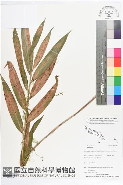 登錄號:BS07294藏品圖，第1張