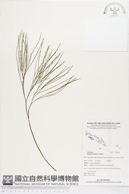 松葉蕨藏品圖，第1張