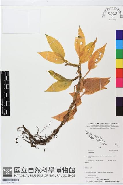登錄號:BS05794藏品圖，第1張