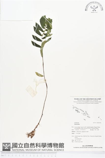 登錄號:BS02594藏品圖，第1張