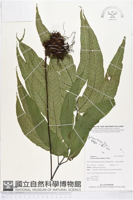 登錄號:BP00594藏品圖，第1張