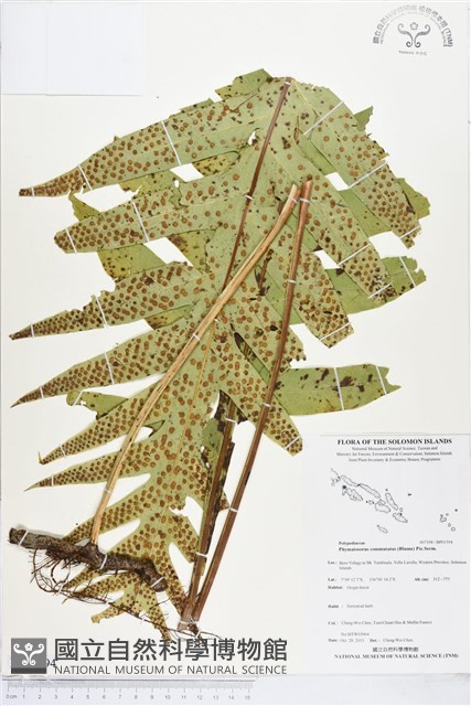 登錄號:BP01594藏品圖，第1張
