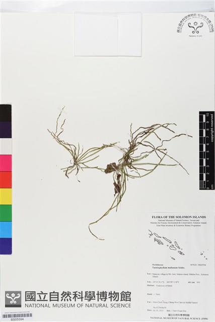 登錄號:BS05594藏品圖，第1張