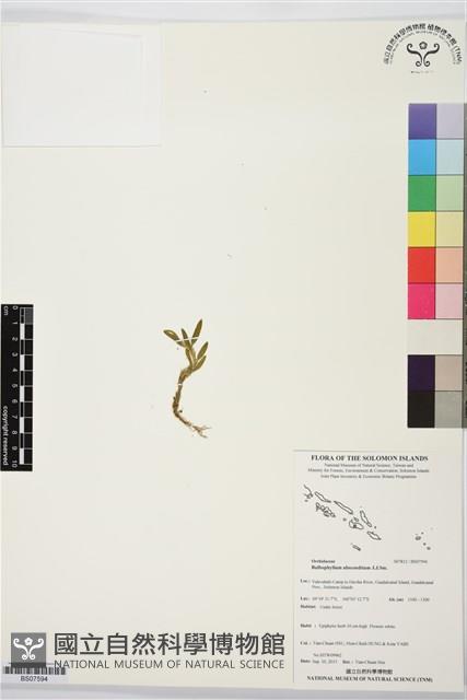 登錄號:BS07594藏品圖，第1張