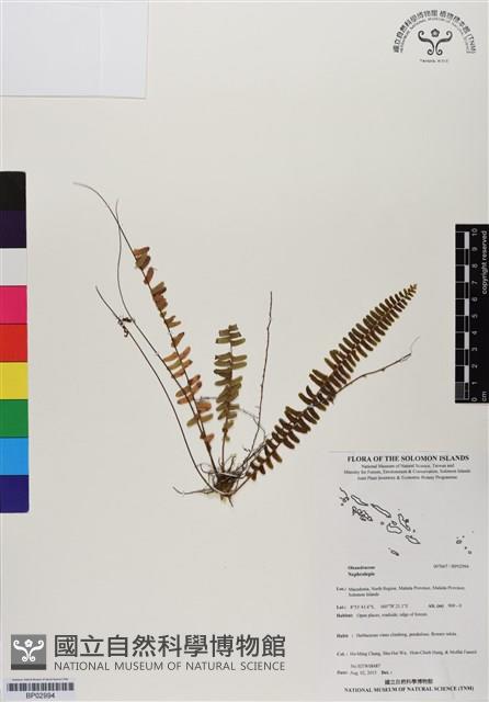 登錄號:BP02994藏品圖，第1張