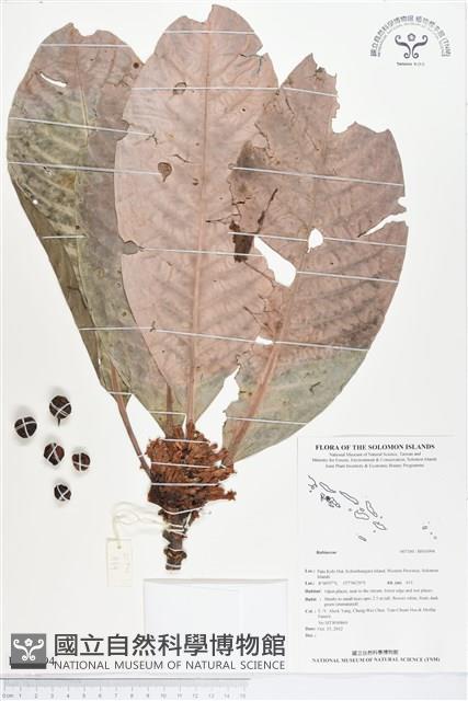 登錄號:BS01994藏品圖，第1張