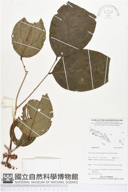 登錄號:BS03994藏品圖，第1張