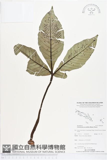 登錄號:BP02394藏品圖，第1張