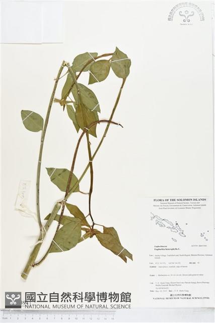 白苞猩猩草藏品圖，第1張