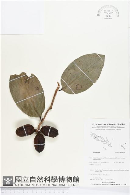 登錄號:BS04394藏品圖，第1張