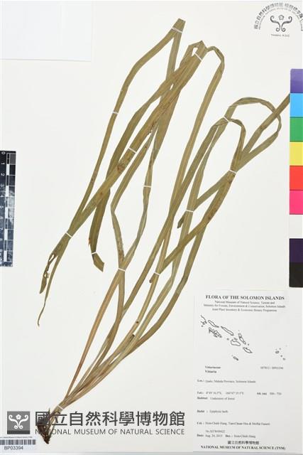 登錄號:BP03394藏品圖，第1張