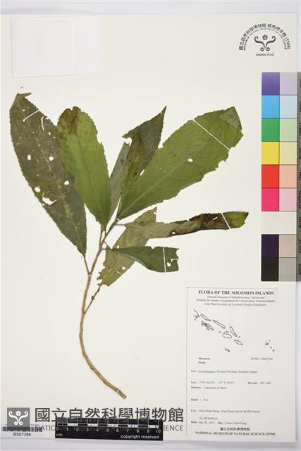 登錄號:BS07394藏品圖，第1張