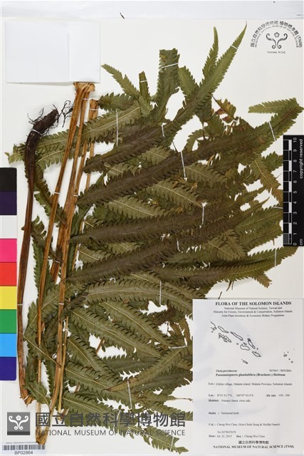 登錄號:BP02864藏品圖，第1張