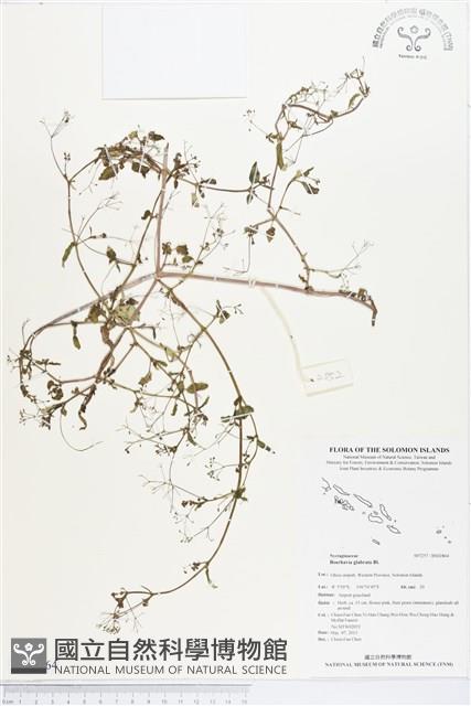 光果黃細心藏品圖，第1張