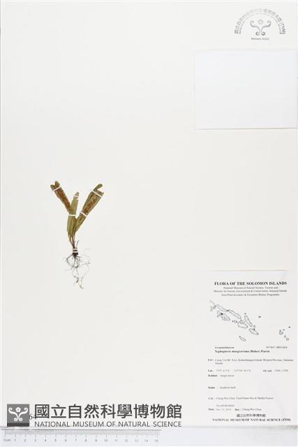 登錄號:BP01864藏品圖，第1張