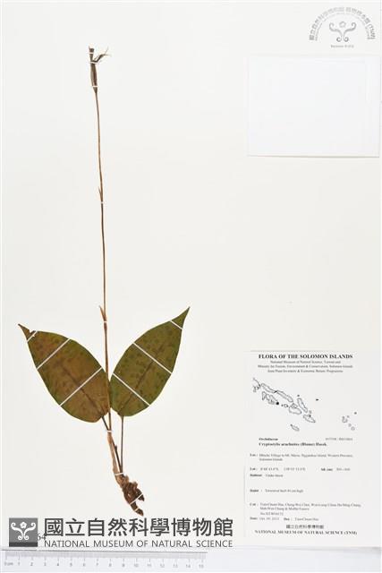 滿綠隱柱蘭、美唇隱柱蘭藏品圖，第1張