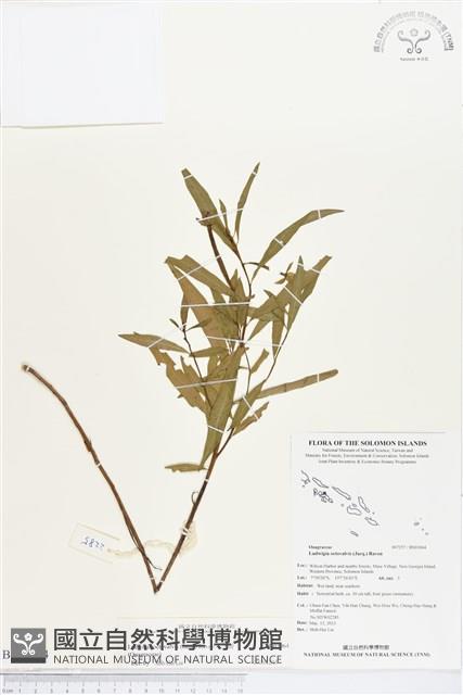 水丁香藏品圖，第1張