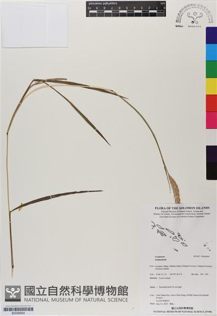 登錄號:BS06664藏品圖，第1張
