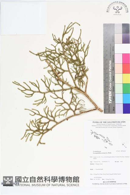 過山龍藏品圖，第1張