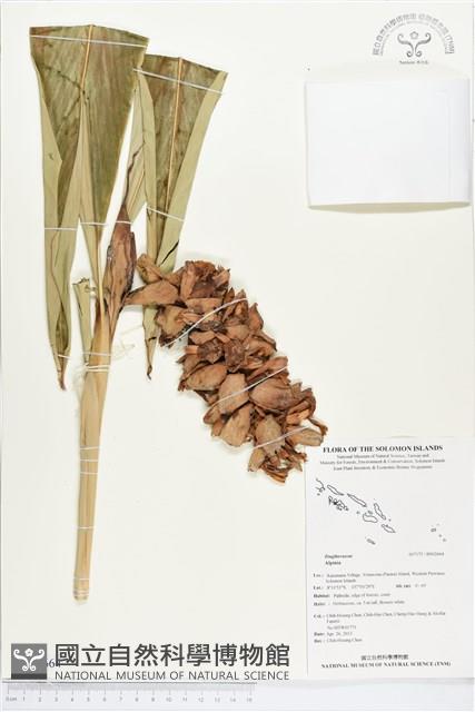 登錄號:BS02664藏品圖，第1張