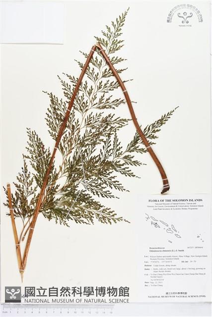 烏蕨藏品圖，第1張