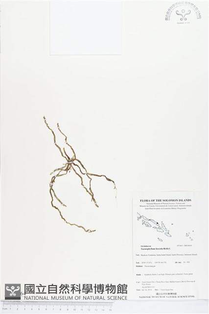 登錄號:BS04664藏品圖，第1張