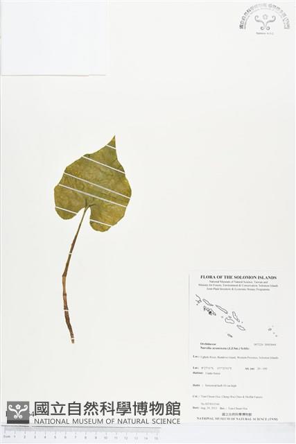 登錄號:BS03664藏品圖，第1張