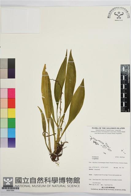 登錄號:BS07664藏品圖，第1張