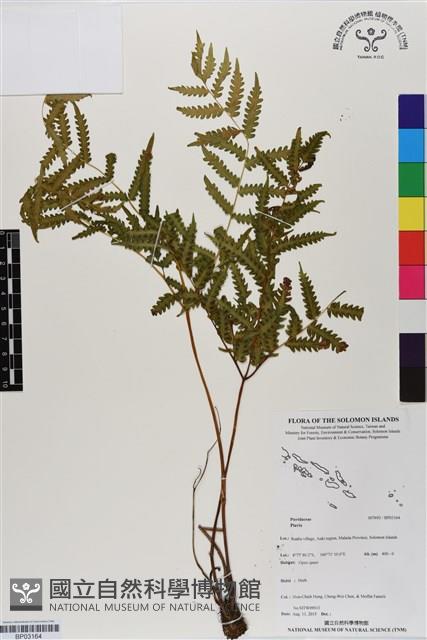 登錄號:BP03164藏品圖，第1張