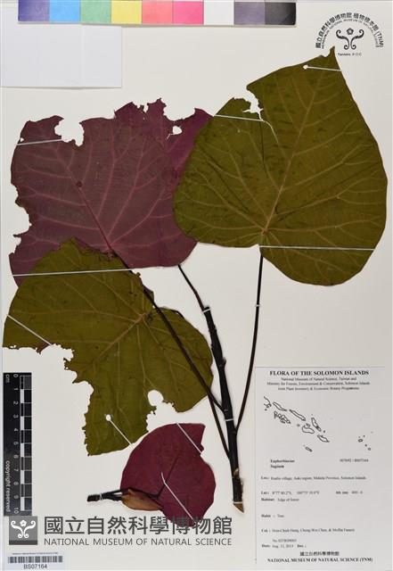 Accession Number:BS07164 Collection Image