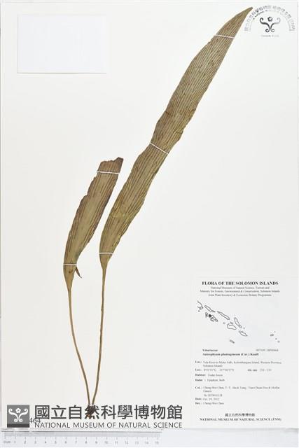 登錄號:BP00464藏品圖，第1張