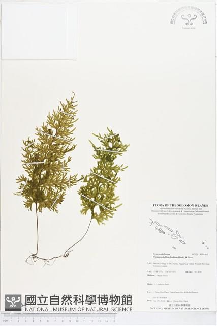 蕗蕨藏品圖，第1張