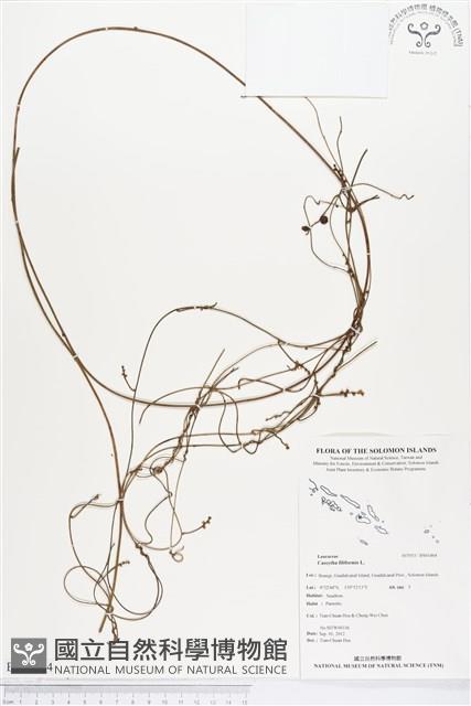 無根草藏品圖，第1張