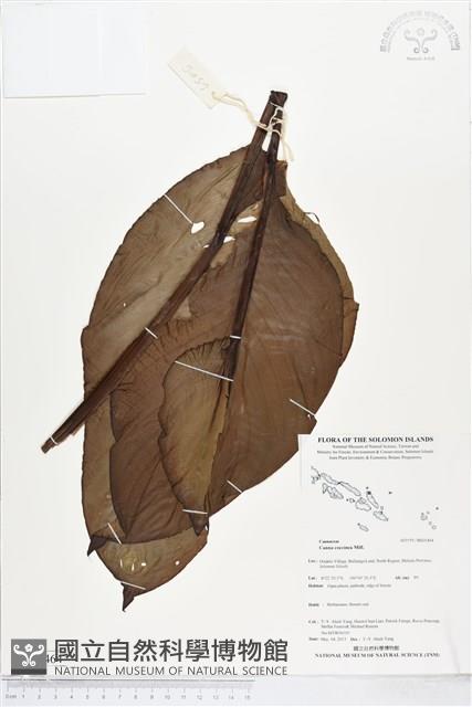 紅花美人蕉藏品圖，第1張