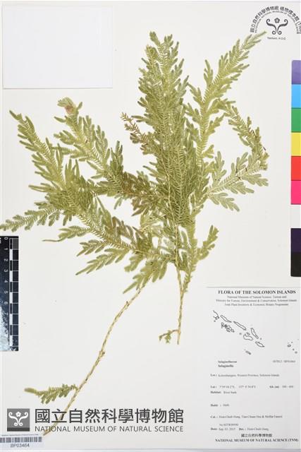 登錄號:BP03464藏品圖，第1張