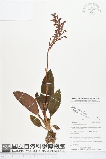 登錄號:BS03464藏品圖，第1張