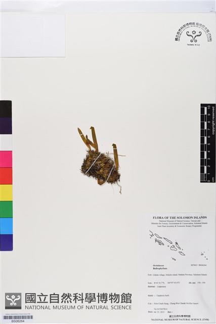 登錄號:BS06264藏品圖，第1張
