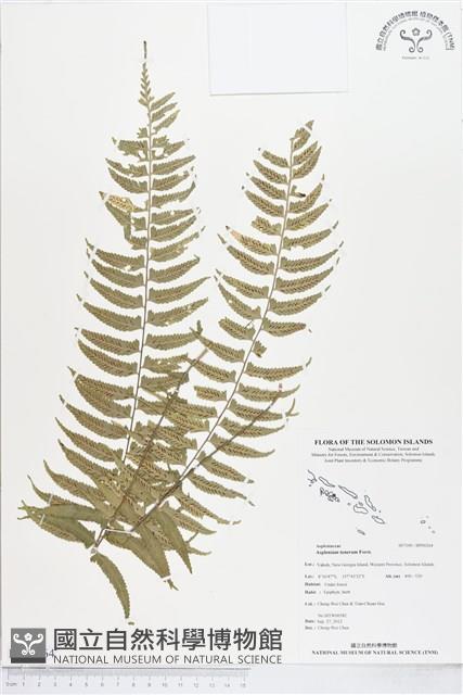 鈍齒鐵角蕨藏品圖，第1張