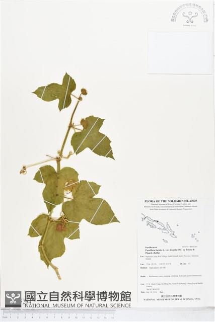 毛西番蓮藏品圖，第1張