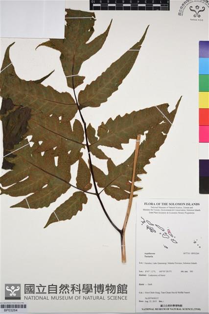 登錄號:BP03264藏品圖，第1張