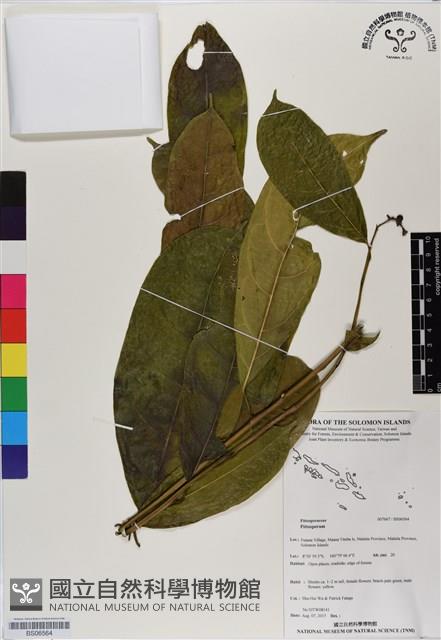 登錄號:BS06564藏品圖，第1張