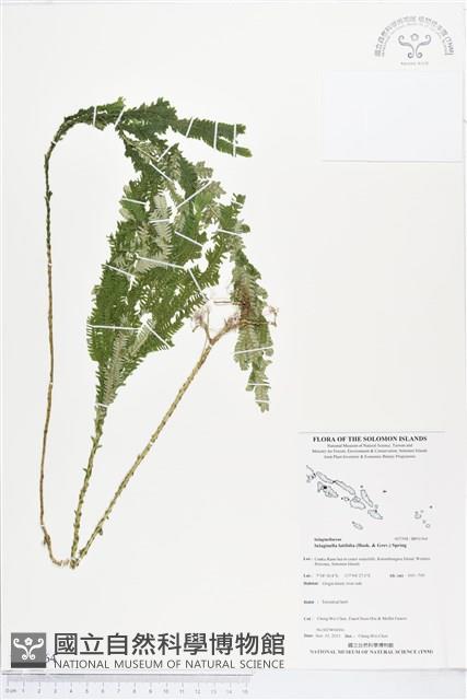 登錄號:BP01564藏品圖，第1張