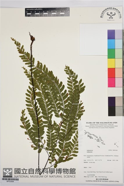 登錄號:BP03564藏品圖，第1張